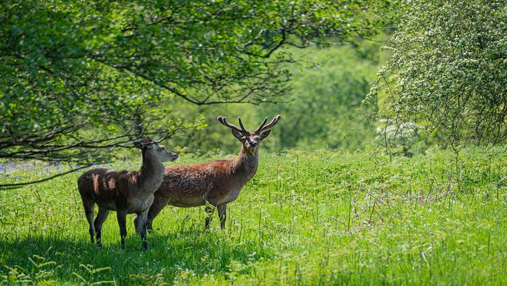 Two deer in the woods standing side by side with bluebells and other flowers on the ground amongst the grass